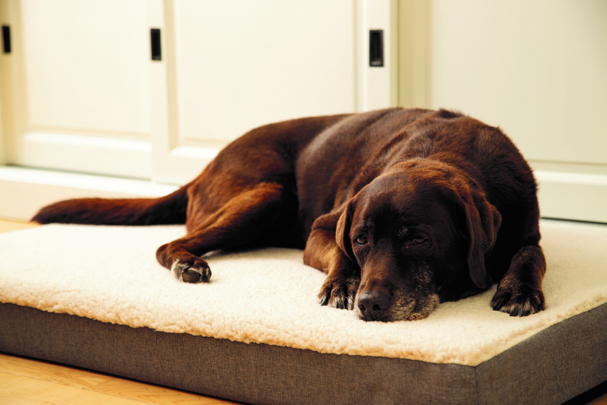 Beeztees Zira Orthopedisch Hondenkussen beige 120x80cm