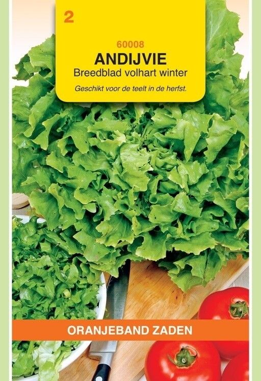 Andijvie Breedblad Volhart Winter Oranjeband