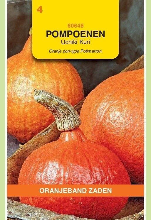 Pompoenen Uchiki Kuri. Oranjeband