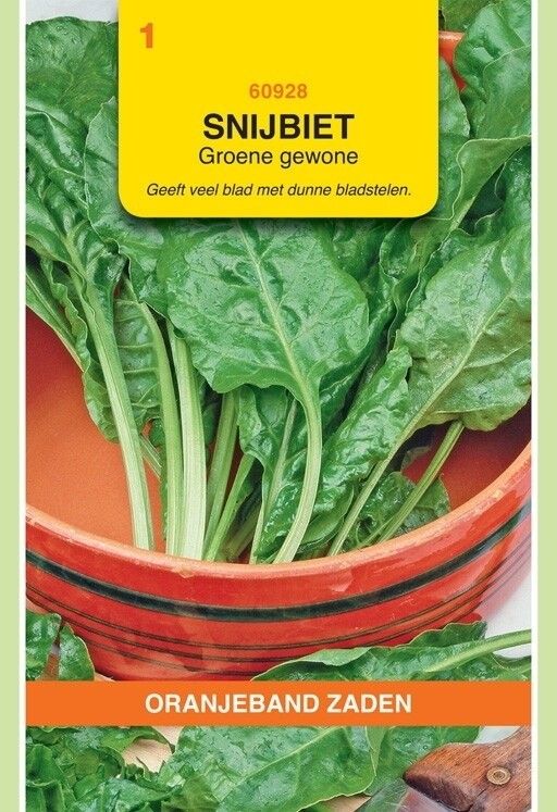 Snijbiet Groene Gewone Oranjeband
