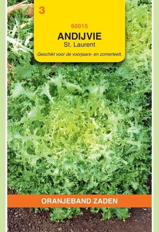 Andijvie St. Laurent Oranjeband