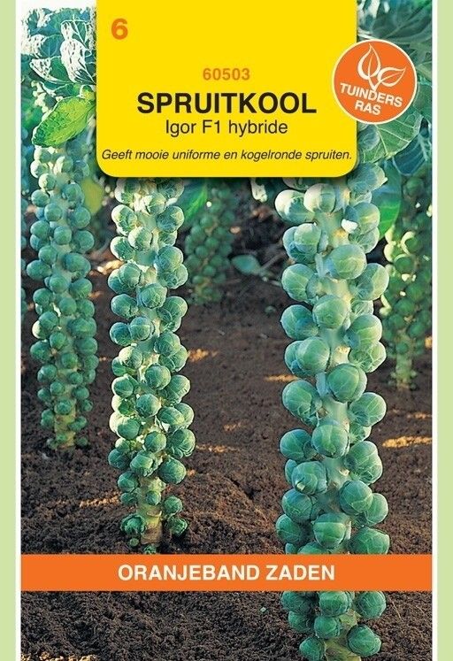 Spruitkool Igor F1 Hybride Oranjeband