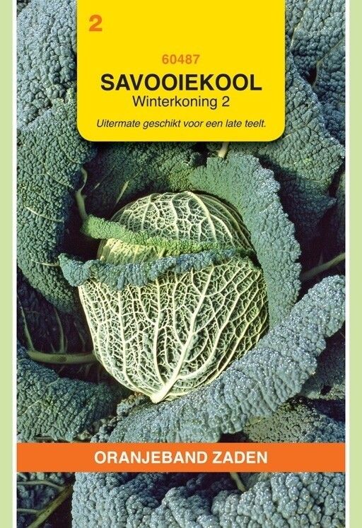 Savooiekool Winterkoning 2 Oranjeband