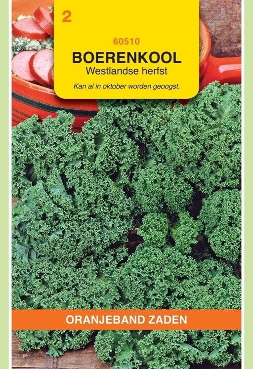 Boerenkool Westlandse Herfst Laat Type. Oranjeband
