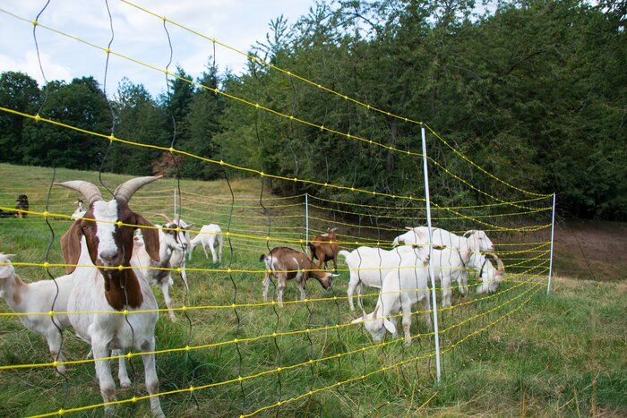 wolvennet-schapennet