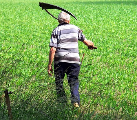 De zeis: een traditioneel landbouw- en tuingereedschap